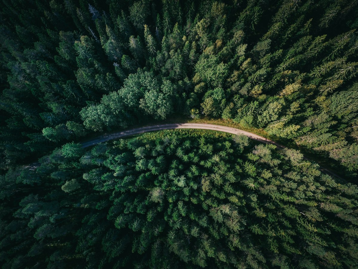 Vista aérea de un camino atravesando el bosque