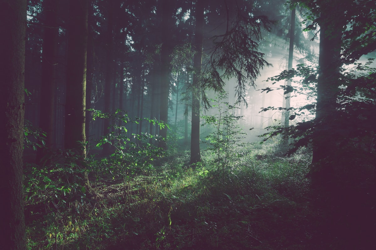 Bosque envuelto en niebla al anochecer